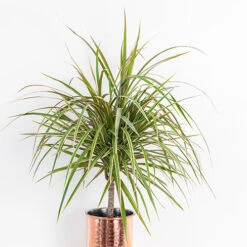 Houseplant Mix 3 Plants -Garden Plants Sales 800196 2