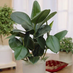 Houseplant Mix 3 Plants -Garden Plants Sales 800196 4