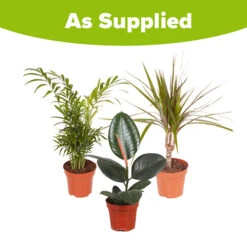 Houseplant Mix 3 Plants -Garden Plants Sales 800196 5