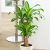 Dragon Tree Dracaena Fragrans 'Yellow Coast' 1 Dragon Tree Dracaena Fragrans 'Yellow Coast' -Garden Plants Sales 800199