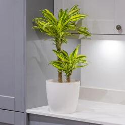 Dragon Tree Dracaena Fragrans 'Yellow Coast' -Garden Plants Sales 800199 1