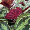 Prayer Plant Calathea 'Medallion'