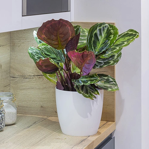 Prayer Plant Calathea 'Medallion' 4 Prayer Plant Calathea 'Medallion' - Image 2