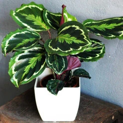 Prayer Plant Calathea 'Medallion' 7 Prayer Plant Calathea 'Medallion' -Garden Plants Sales 800212 2