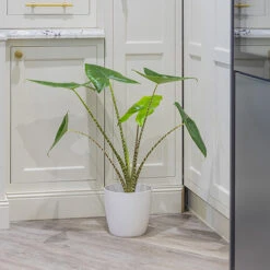 Alocasia Zebrina -Garden Plants Sales 800237 2