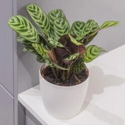 Ctenanthe Burle-marxii -Garden Plants Sales 800244 1