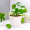 Chinese Money Plant -Garden Plants Sales 800263