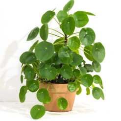 Chinese Money Plant -Garden Plants Sales 800263 1