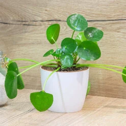 Chinese Money Plant -Garden Plants Sales 800263 2