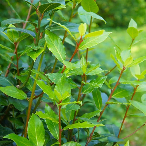 Garden Plants Sales 51 Garden Plants Sales -Garden Plants Sales 680266 1