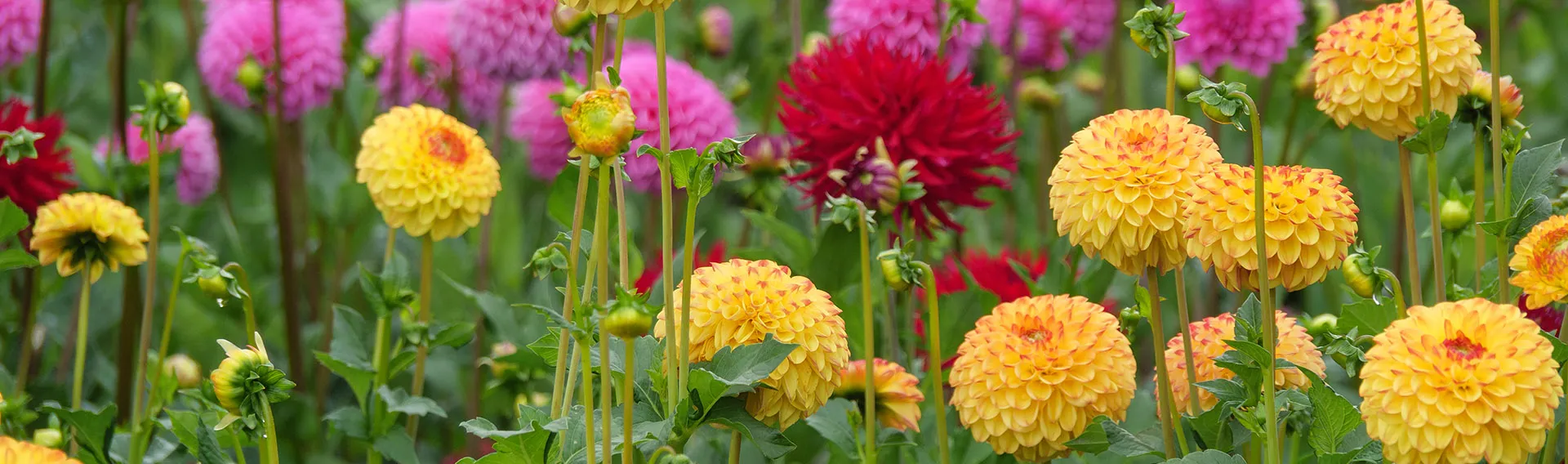 Garden Plants Sales 1 Garden Plants Sales -Garden Plants Sales ami bulk spring flower bulbs cat banner desktop